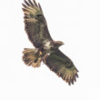 Myšiak hôrny (buteo buteo)