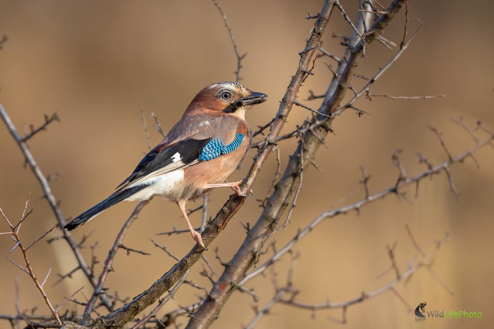 sojka škriekavá, The Eurasian jay (Garrulus glandarius)