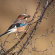sojka škriekavá, The Eurasian jay (Garrulus glandarius)