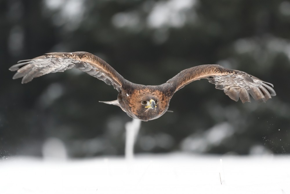 Aquila chrysaetos