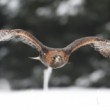Aquila chrysaetos