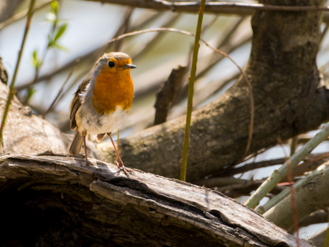 Červienka obyčajná
