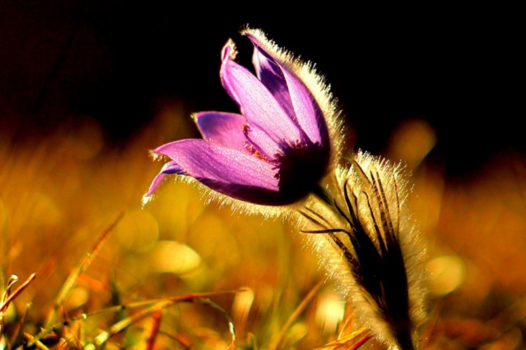 Pulsatilla slavica