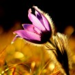 Pulsatilla slavica