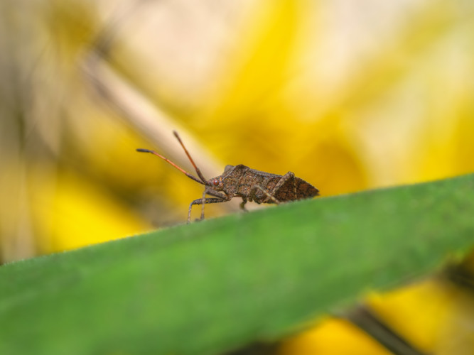 Bzdocha (Heteroptera)
