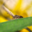 Bzdocha (Heteroptera)