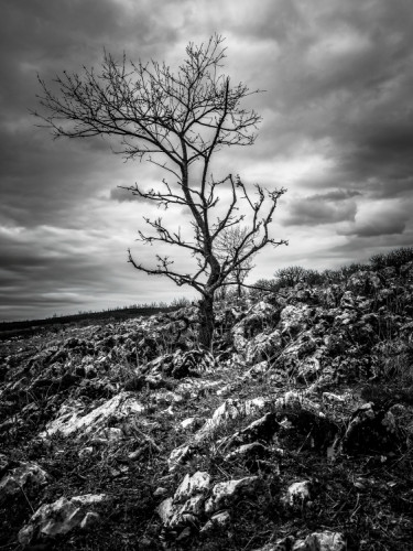 Osamelý, ale silný.