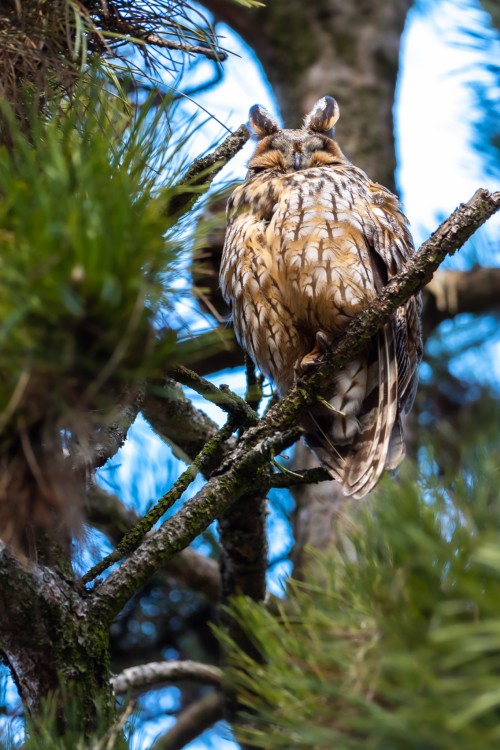 Myšiarka ušatá, The long-eared owl (Asio otus)
