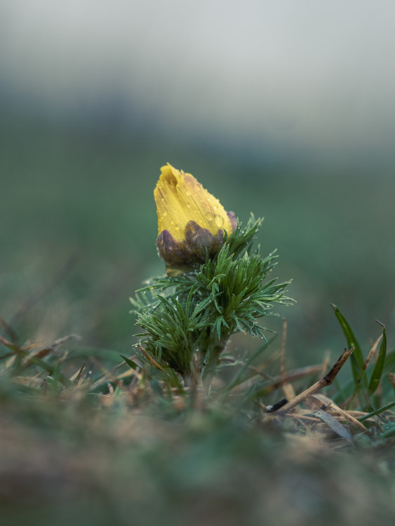 Adonis vernalis