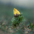 Adonis vernalis