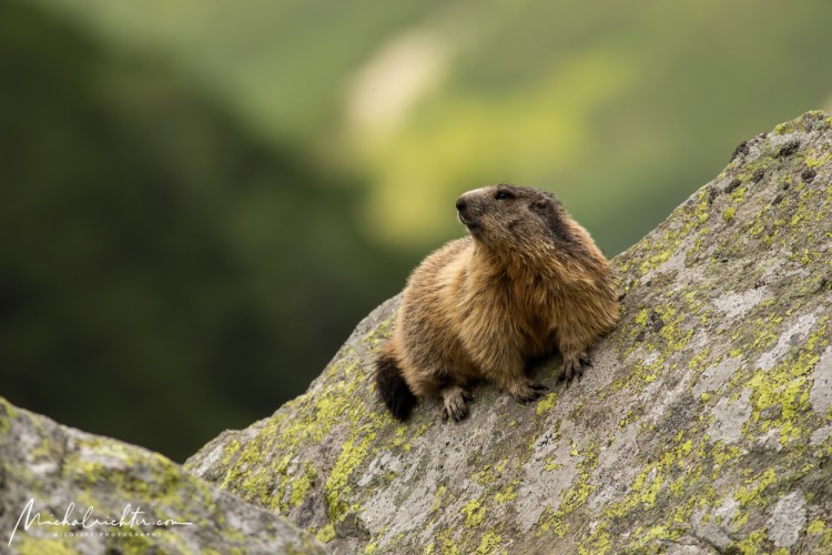 Marmota marmota latirostris (svišť vrchovský tatranský)