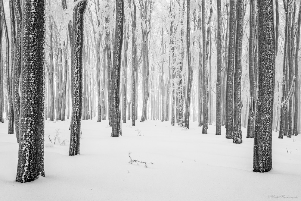 Frozen forest