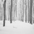 Frozen forest