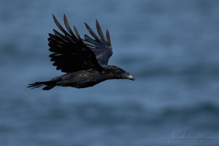 Corvus corax (krkavec čierny)