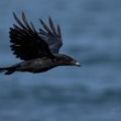 Corvus corax (krkavec čierny)