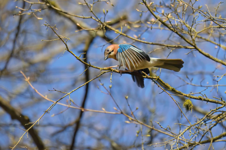 Budovanie hniezda 1 - výber