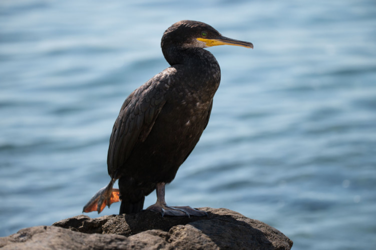 kormorán veľký (Phalacrocorax carbo