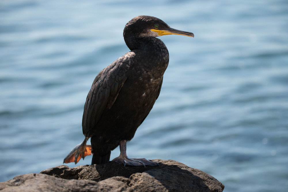 kormorán veľký (Phalacrocorax carbo