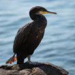 kormorán veľký (Phalacrocorax carbo