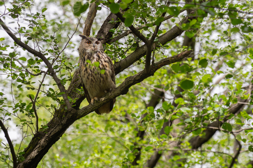 Výr skalný, The Eurasian eagle-owl (Bubo bubo)