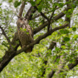 Výr skalný, The Eurasian eagle-owl (Bubo bubo)