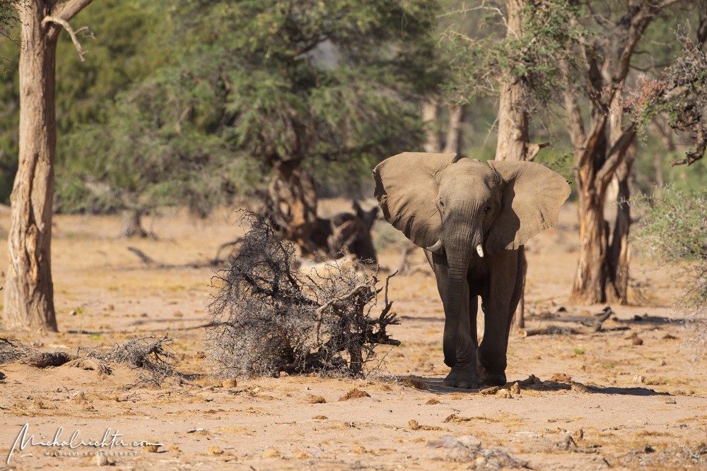 Loxodonta africana (slon africký)