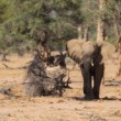 Loxodonta africana (slon africký)