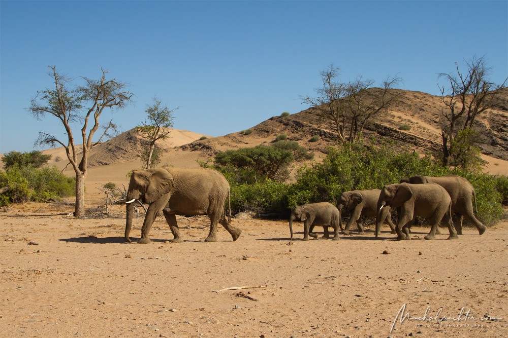 Loxodonta africana (slon africký)