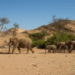 Loxodonta africana (slon africký)