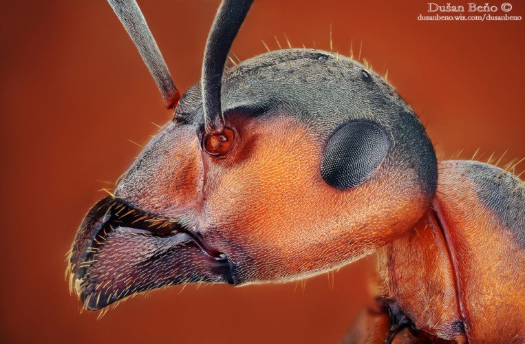 Mravec hôrny (Formica rufa)