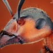 Mravec hôrny (Formica rufa)