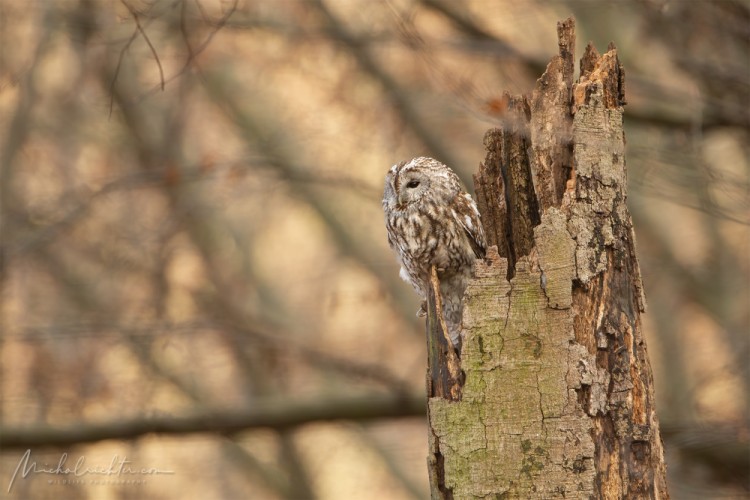 Strix aluco (sova obyčajná)