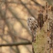 Strix aluco (sova obyčajná)