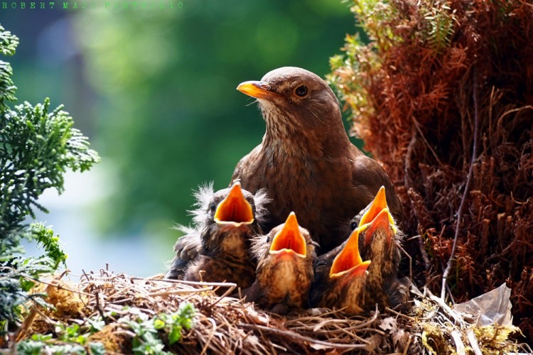 Drozd čierny (Turdus merula)