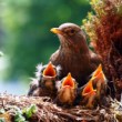 Drozd čierny (Turdus merula)