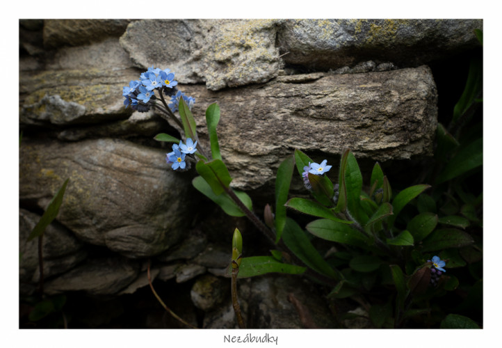 nezábudky