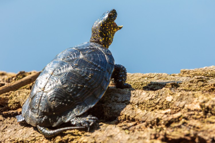 Korytnačka močiarna, The European pond turtle (Emys orbicularis)