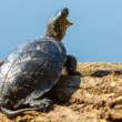 Korytnačka močiarna, The European pond turtle (Emys orbicularis)