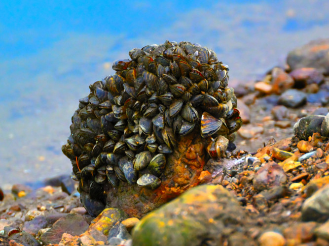Mušle na Mare