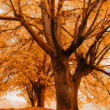 Golden trees