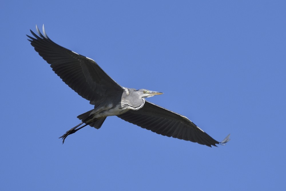 Ardea cinerea