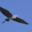 Ardea cinerea
