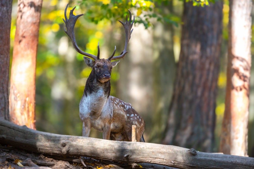 Daniel škvrnitý, The fallow deer (Dama dama)