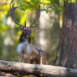 Daniel škvrnitý, The fallow deer (Dama dama)
