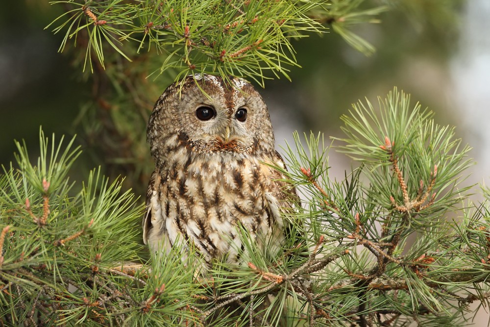 Sýček obecný (Athene noctua)