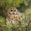 Sýček obecný (Athene noctua)