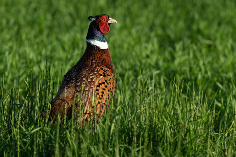 wildlife