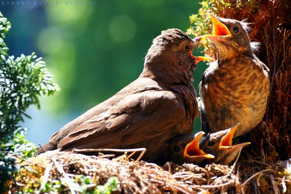 Drozd čierny (Turdus merula)