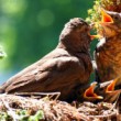 Drozd čierny (Turdus merula)