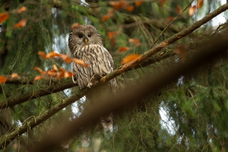 Strix uralensis (sova dlhochvostá)